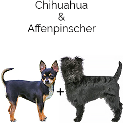 Affenhuahua Dog